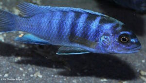 Labidochromis sp. 'gigas mara' Mara Rocks